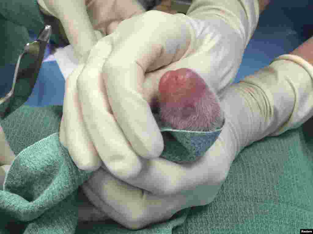 An artificially inseminated giant panda took U.S. zoo officials by surprise on August 22, 2015 when she gave birth to twins - more than four hours apart, at the National Zoo, Washington, D.C.