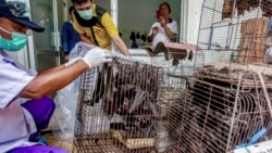 Health officials inspect bats to be confiscated and culled in the wake of coronavirus outbreak at a live animal market in Solo, Central Java, Indonesia, Saturday, March 14, 2020. (AP Photo)