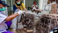 Health officials inspect bats to be confiscated and culled in the wake of coronavirus outbreak at a live animal market in Solo, Central Java, Indonesia, Saturday, March 14, 2020. (AP Photo)