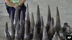 A customs officer stands guard near seized rhino horns at the Hong Kong Customs and Excise Department in Hong Kong, November 15, 2011.