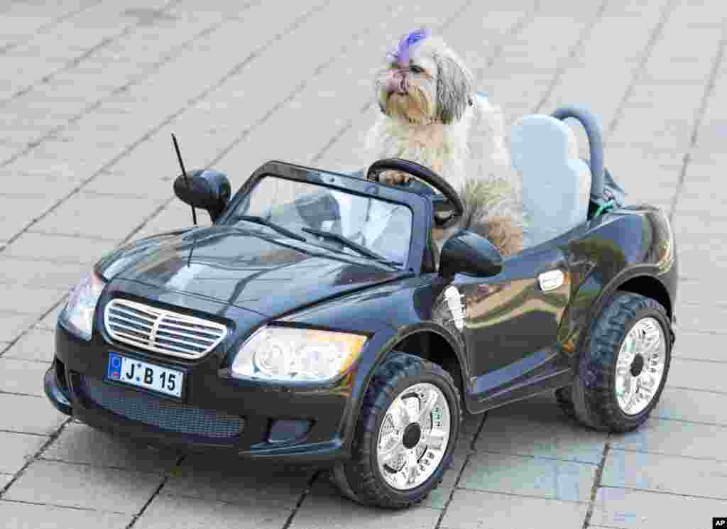 Shih Tzu dog &#39;Pan Hou&#39; sits in a remote-controlled electric car at the international dog and cat show &#39;Hund und Katz&#39; in Leipzig, central Germany. 6,000 dogs and 300 cats from all over the world are shown at the event.&nbsp;