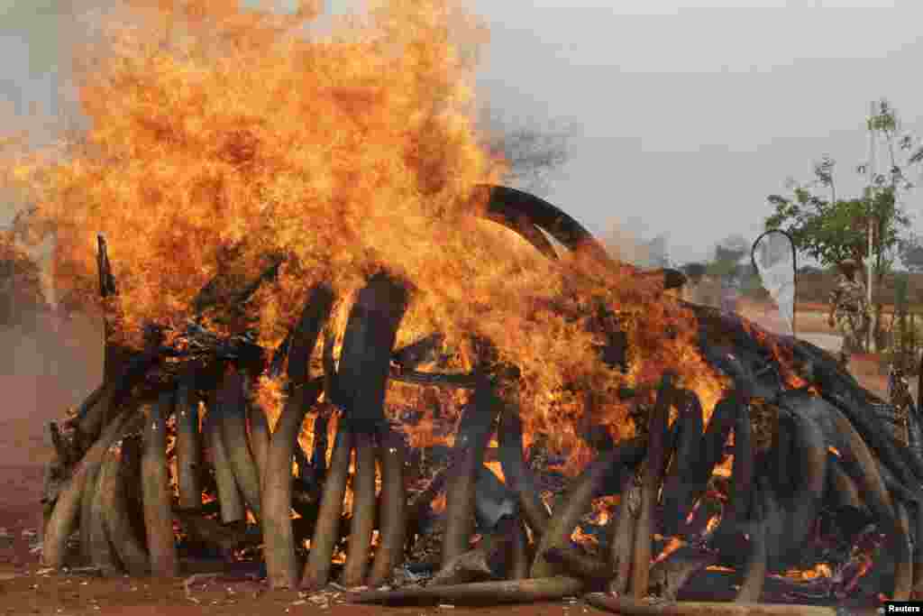 KENYA: The government&#39;s wildlife service frequently burns confiscated elephant tusks in public demonstrations. Tsavo West National Park torched five tons of ivory (above) harvested from elephants killed in Malawi and Zambia and confiscated in Singapore.