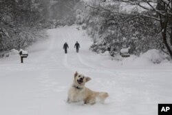 Josie, un perro perdiguero inglés, juega en la nieve mientras sus dueños, Dawn y Mark Lundblad, caminan en un camino cubierto de nieve en Sandy Cove Drive, el domingo 9 de diciembre de 2018 en Morganton, N.C.