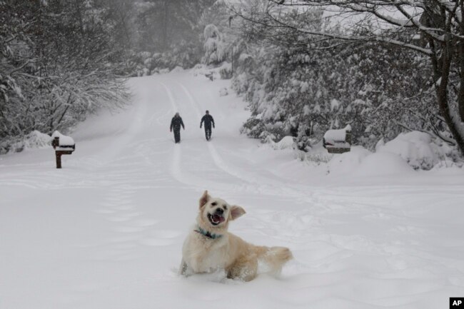 Josie, un perro perdiguero inglés, juega en la nieve mientras sus dueños, Dawn y Mark Lundblad, caminan en un camino cubierto de nieve en Sandy Cove Drive, el domingo 9 de diciembre de 2018 en Morganton, N.C.