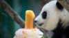 丹麦动物园迎来两只中国大熊猫 数千人争相观看