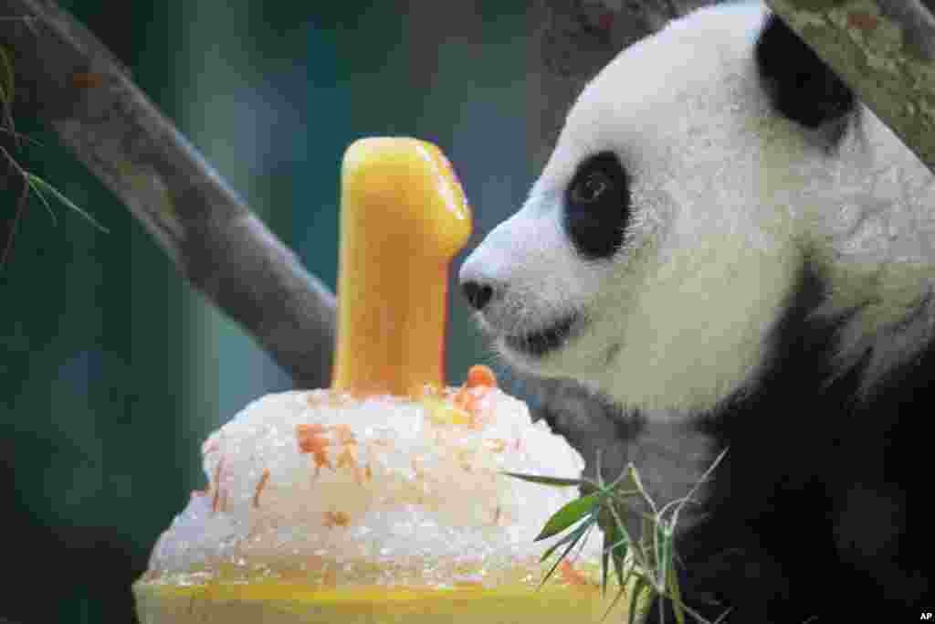 A female panda looks at her ice birthday cake on her first birthday at the National Zoo in Kuala Lumpur, Malaysia.