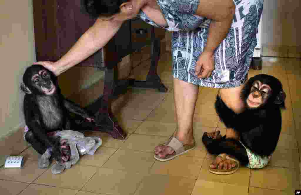 Zoolog Marta Llanes şempanze Anuma ve Ada&#39;yı severken. 62 yaşındaki zoolog Küba&#39;nın başkenti Havan&#39;daki apartmanında 10 bebek şempanzeye bakıyor.