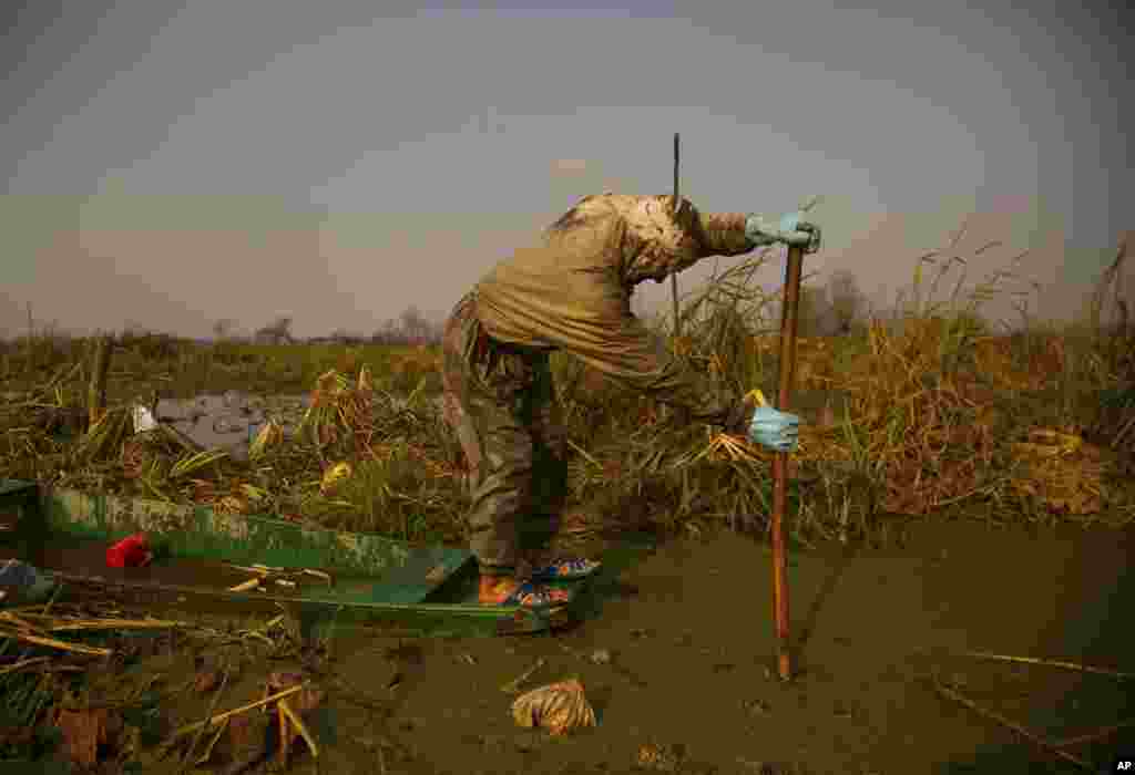 A farmer extracts lotus stems from the polluted waters of Anchar lake on a cold day in Srinagar, Indian-controlled Kashmir, Nov. 21, 2020.