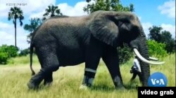 Seekor gajah mengenakan kaki prostetik untuk menopang badannya agar dapat berjalan normal. (Foto: videograb)