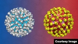 Un rendu d'un artiste de l'anticorps 2D22 neutraliser le sérotype du virus de la dengue 2. (ARCHIVES)