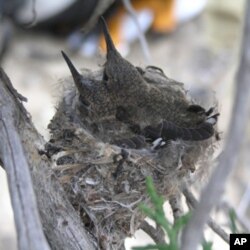 Black-chinned hummingbirds are drawn to noisy sites near natural gas well compressors, possibly to avoid western scrub jays, which prey on their eggs and chicks.