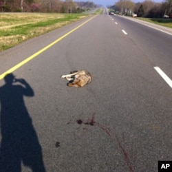 Wildlife corridors might cut down on the abundant roadkill found on American highways.