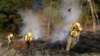 У Каліфорнії пожежники безсилі перед вогнем, що живиться вітрами