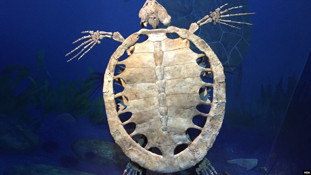 Fosil penyu laut kuno yang dipamerkan di Smithsonian's National Museum, Washington DC.