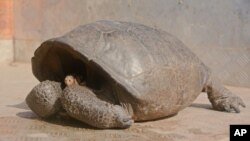 In this photo released by the Galapagos National Park, a Chelonoidis phantasticus tortoise rests at Galapagos National Park in Santa Cruz Island, Galapagos Islands, Ecuador, Wednesday, Feb. 20, 2019. (Galapagos National Park via AP)