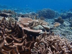 These healthy corals in the Pacific island nation of Palau can tolerate warmer water temperatures. Scientists are trying to find out how corals like these are able to adapt to the changing conditions. (Courtesy Stephen Palumbi)