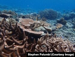 These healthy corals in the Pacific island nation of Palau can tolerate warmer water temperatures. Scientists are trying to find out how corals like these are able to adapt to the changing conditions. (Courtesy Stephen Palumbi)