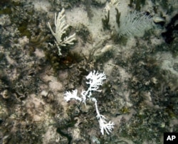 FILE - Bleached fire coral, center, contrasts against healthy coral off the waters of Summerland Key, Fla., Aug. 18, 2005. Bleaching occurs when the tiny colorful algae that live inside coral are expelled.