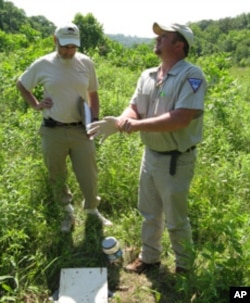 Bob Merz and Dan Koch of the St. Louis Zoo prepare to check a pitfall trap for beetles.