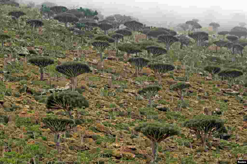 Pohon &#39;Darah Naga&#39; yang dikenal secara lokal sebagai Dam al-Akhawain di pulau Socotra. Laut Arab, sekitar 380 km sebelah selatan Yaman. 