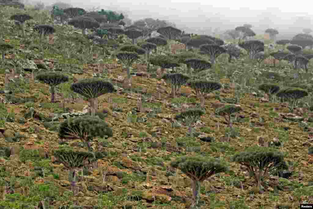 Dragon&#39;s Blood trees, known locally as Dam al-Akhawain or blood of the two brothers, on Socotra island. The Socotra islands, in the Arabian Sea 380 km south of mainland Yemen and 80 km west of the Horn of Africa, harbor many unique species of birds and plants and gained UNESCO recognition in July 2008 as a world natural heritage site.