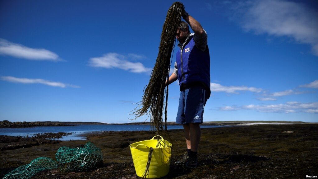 David O'Halloran, who runs the seaweed company Blath na Mara with his wife Jenny O'Halloran, harvests Sea Spaghetti seaweed (himonthalia elongata) on a rocky shore on Inis Mor of the Aran Islands, Ireland, April 28, 2021. (REUTERS/Clodagh Kilcoyne) 