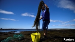 David O'Halloran, who runs the seaweed company Blath na Mara with his wife Jenny O'Halloran, harvests Sea Spaghetti seaweed (himonthalia elongata) on a rocky shore on Inis Mor of the Aran Islands, Ireland, April 28, 2021. (REUTERS/Clodagh Kilcoyne) 