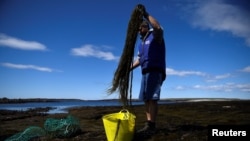 David O'Halloran, who runs the seaweed company Blath na Mara with his wife Jenny O'Halloran, harvests Sea Spaghetti seaweed (himonthalia elongata) on a rocky shore on Inis Mor of the Aran Islands, Ireland, April 28, 2021. (REUTERS/Clodagh Kilcoyne) 