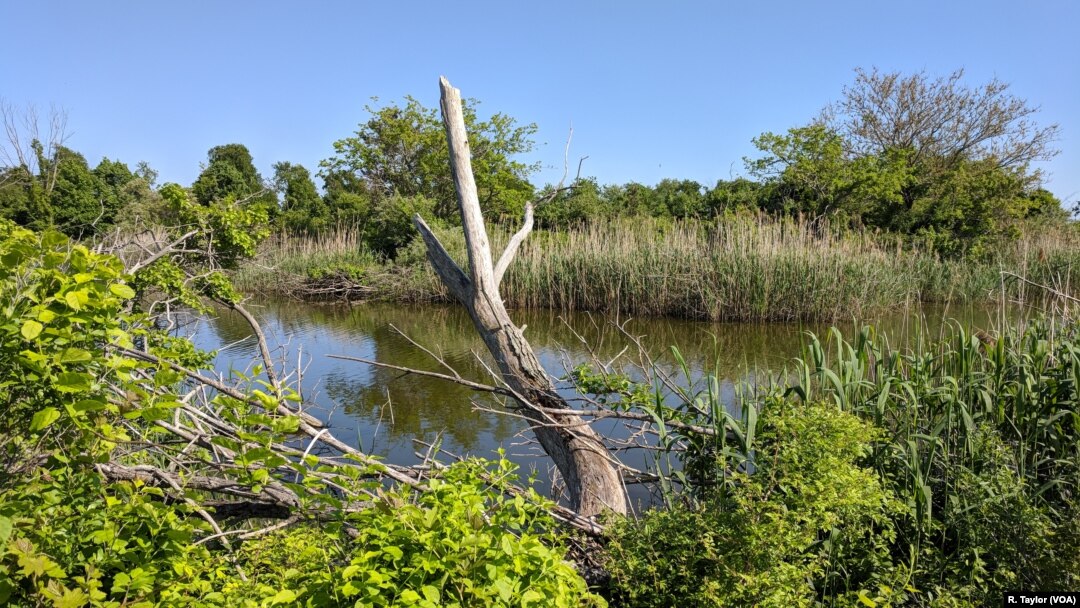 In Freeport’s Cow Meadow Park, FBI authorities found the remains of missing teenager Javier Castillo in October 2017, believed to be a victim of MS-13.