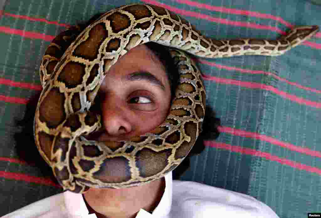 Pria Palestina, Nabeel Mussa, seorang kolektor kalajengking dan ular, membiarkan kepalanya dilingkari ular di rumahnya di Riyadh, Arab Saudi.