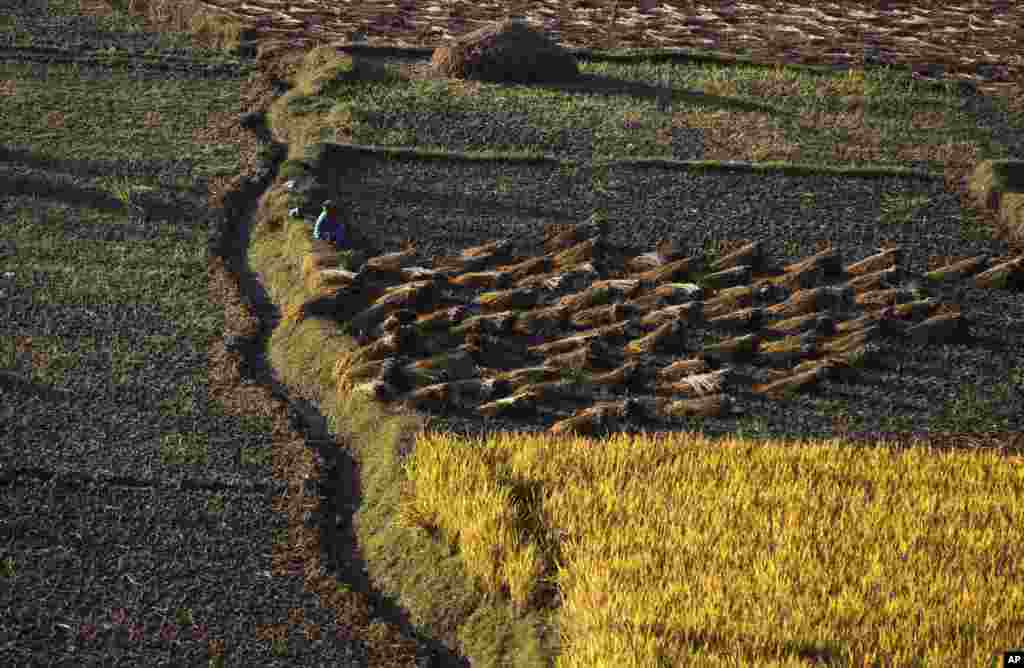 Seorang petani Nepal istirahat pada saat panen padi di Chunnikhel, pinggiran Kathmandu, Nepal.