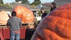 Better Known For Grapes, Napa Valley Also Produces Giant Pumpkins