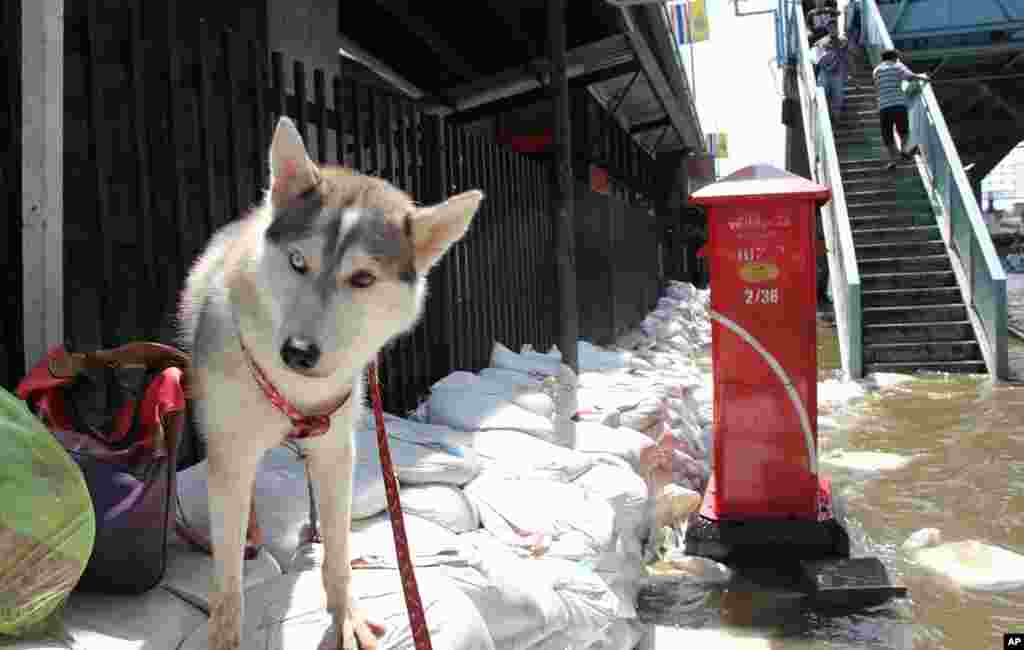 A husky waits with his family to be rescued, October 25, 2011 (VOA - G. Paluch).