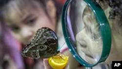 FILE - Children inspect a Blue Morpho butterfly at the American Museum of Natural History in New York, Oct. 3, 2018. Little is known about acute flaccid myelitis, but it is known that more than 90 percent of the confirmed cases are in children 18 years old