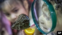 FILE - Children inspect a Blue Morpho butterfly at the American Museum of Natural History in New York, Oct. 3, 2018. Little is known about acute flaccid myelitis, but it is known that more than 90 percent of the confirmed cases are in children 18 years old or younger. The average age of patients is 4.