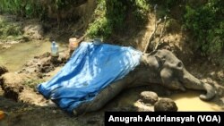 Gajah Sumatera bernama Neneng yang ditemukan mati di Medan Zoo, Kota Medan, Sumatera Utara, Sabtu 25 Januari 2020. (Foto: Anugrah Andriansyah/VOA). 