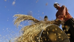 Kashmiri farmers cut the harvest in Shariefabad near Srinagar, India