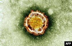 This undated handout picture courtesy of the British Health Protection Agency shows the Coronavirus seen under an electron miscroscope