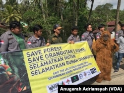 Aliansi Selamatkan Hutan Batang Toru saat melakukan aksi kampanye penyelamatan ekosistem Batang Toru dan Orangutan Tapanuli di Desa Panobasan, Kecamatan Angkola Barat, Kabupaten Tapanuli Selatan, Kamis (22/2). (FOTO: VOA/Anugrah Andriansyah)