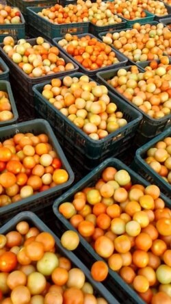 Harvested tomatoes at Esidakeni Farm. (Courtesy Photo)