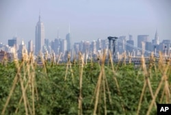 The Manhattan skyline is seen behind a Brooklyn Grange rooftop garden in the Brooklyn Navy Yards in the Brooklyn section of New York, Thursday, Aug. 2, 2012.