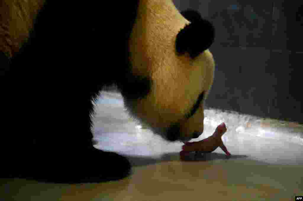 خرس پاندا در حال نوازش نوزادش در منطقۀ ماکائو چین.