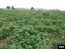 In a biosaline farm outside "coal alley," an oasis has sprouted amidst the desert, boasting grains and fruits.