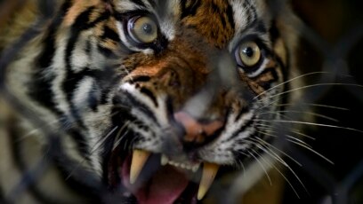 Harimau Sumatera betina yang siap dilepasliarkan di ekosistem hutan Leuser di Provinsi Aceh, 19 Juni 2020. (Foto: Chaideer Mahyuddin/AFP)