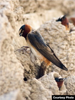 It's been more than 10 years since the swallows nested at Capistrano. (Courtesy Mission San Juan Capistrano)