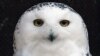 North American Sightings of Elusive Snowy Owls Take Flight