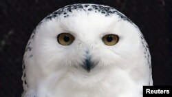 FILE - Mini, a 25-year-old Snowy Owl injured as a young bird, peers out from her enclosure at the Raptor Trust, a bird sanctuary and rehabilitation center about 30 miles west of New York City in Millington, New Jersey, Dec. 12. 