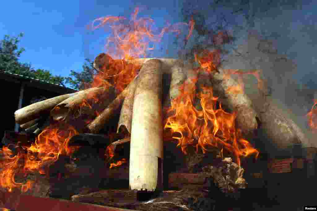 Myanmar&#39;s Ministry of Natural Resources and Environmental Conservation burns confiscated pieces of ivory along with other illegal wildlife parts in Naypyidaw, Myanmar.