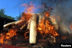 Flames rise from confiscated pieces of ivory as they are burned along with illegal wildlife parts by Myanmar's Ministry of Natural Resources and Environmental Conservation in Naypyidaw, Myanmar, Oct. 4, 2018.