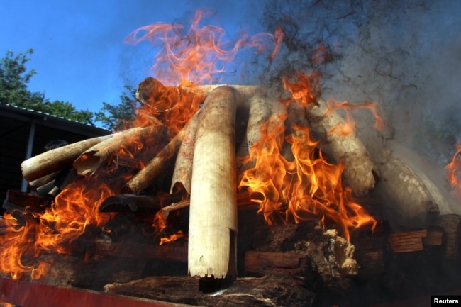 Flames rise from confiscated pieces of ivory as they are burned along with illegal wildlife parts by Myanmar's Ministry of Natural Resources and Environmental Conservation in Naypyidaw, Myanmar October 4, 2018.